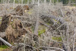 Rotting wood, Bavarian Forest, Falkenstein area