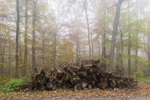 Rotting wood, beech (Fagus) forest in autumn