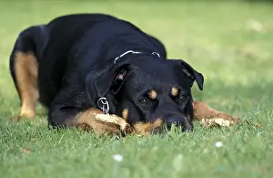 Rottweiler