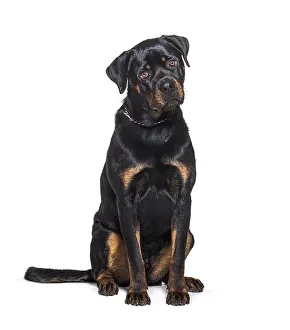 Rottweiler dog wearing a chain collar looking at the camera