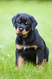 Rottweiler puppy sitting in a meadow