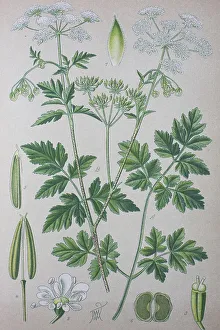 Rough chervil (Chaerophyllum temulum)