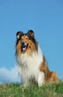 Rough Collie
