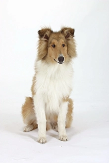 Rough Collie, 5 month