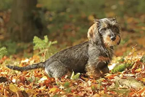 Rough-haired dachshund, Arnsberg