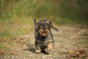 Rough-haired dachshund, Arnsberg