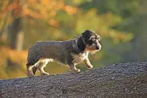 Rough-haired dachshund, Arnsberg