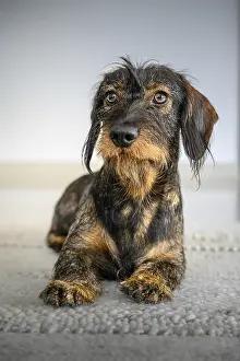 Rough-haired dachshund (Canis lupus familiaris)