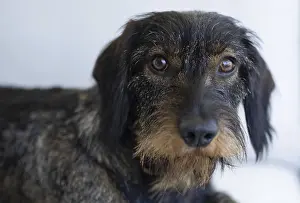 Rough-haired dachshund (Canis lupus familiaris)