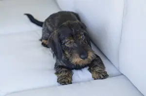Rough-haired dachshund (Canis lupus familiaris)