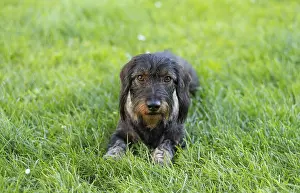 Rough-haired dachshund (Canis lupus familiaris) male