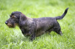 Rough-haired dachshund (Canis lupus familiaris) male