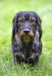 Rough-haired dachshund (Canis lupus familiaris) male