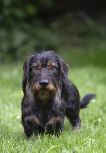 Rough-haired dachshund (Canis lupus familiaris) male