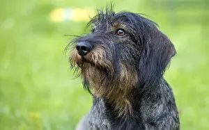 Rough-haired dachshund (Canis lupus familiaris) puppy