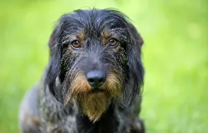 Rough-haired dachshund (Canis lupus familiaris) puppy