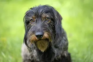 Rough-haired dachshund (Canis lupus familiaris) puppy