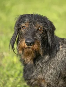 Rough-haired dachshund (Canis lupus familiaris) puppy