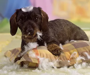 Rough-haired dachshund destroys cushion