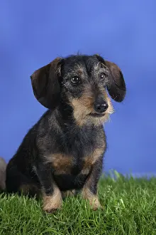 Rough-haired Dachshund, Dwarf Grey Dachshund