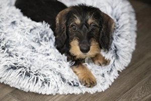 Rough-haired dachshund, female