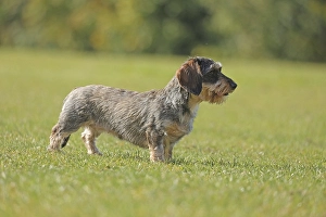 Rough-haired dachshund, hunting dog