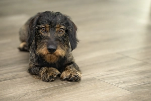 Rough-haired dachshund, male, 3 years