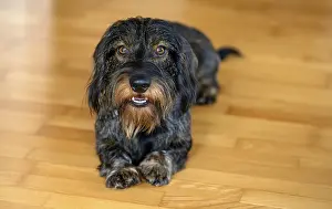 Rough-haired dachshund, male, 3 years