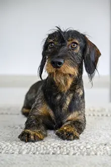 Rough-haired dachshund, male, 3 years old