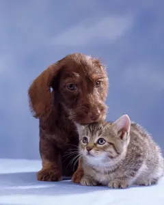 Rough-haired dachshund, puppy and domestic cat