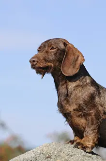 Rough-haired dachshund, red, bitch, on the lookout