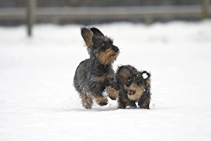 Rough-haired dachshund, running in the snow