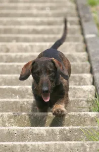 Rough-haired dachshund runs down stairs