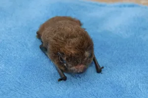 Rough-horned bat (Pipistrellus nathusii)