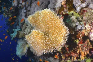 Rough leather coral (Sarcophyton glaucum) with open polyps