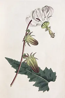 Rough-leaved michauxia (Michauxia campanuloides)
