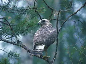 Rough-legged buzzard (Buteo lagopus)