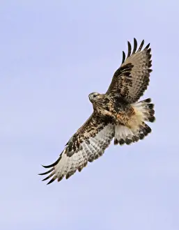 Rough-legged Buzzard (Buteo lagopus) flying