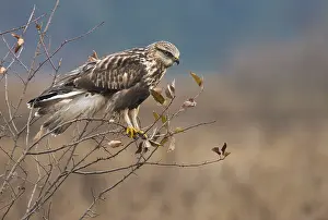 Rough-legged Hawk (Buteo lagopus) at Nanimo River Estuary