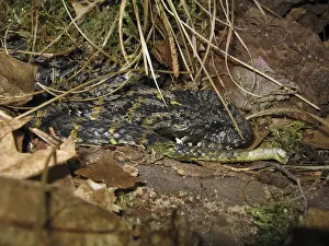 Rough-naped death adder (Acanthophis rugosus)