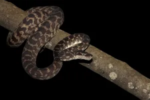 Rough-scaled Python (Morelia carinata)