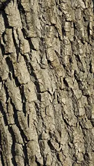 Rough White Willow (Salix alba) bark