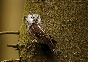 Roughfoot owl, Aegolius funereus