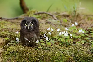 Roughfoot owl, Aegolius funerius