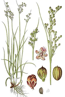 Round-fruited Rush (Juncus compressus)