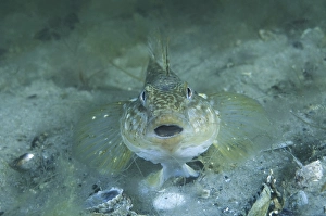 Round goby (Neogobius melanostomus)