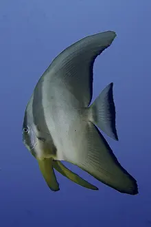 Round-headed batfish juvenile (Platax orbicularis)