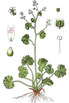 Round-leafed saxifrage (Saxifraga rotundifolia)