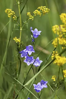 Round-leaved bellflower (Campanula rotundifolia)