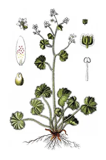 Round-leaved saxifrage (Saxifraga rotundifolia)